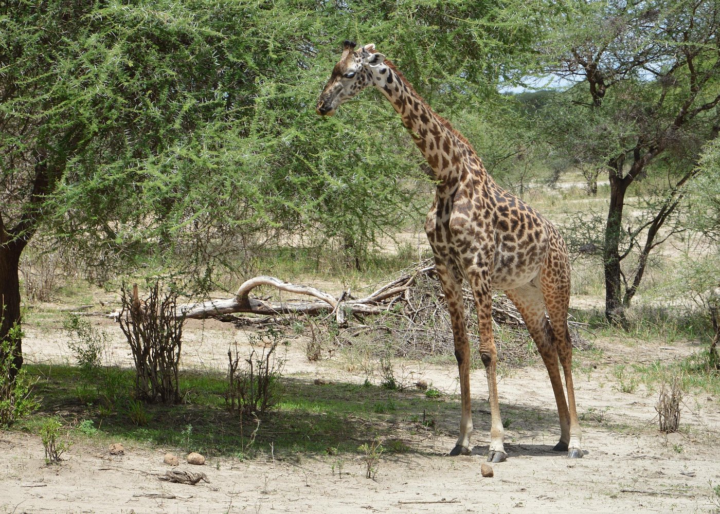 2 Days Ngorongoro Crater Safari