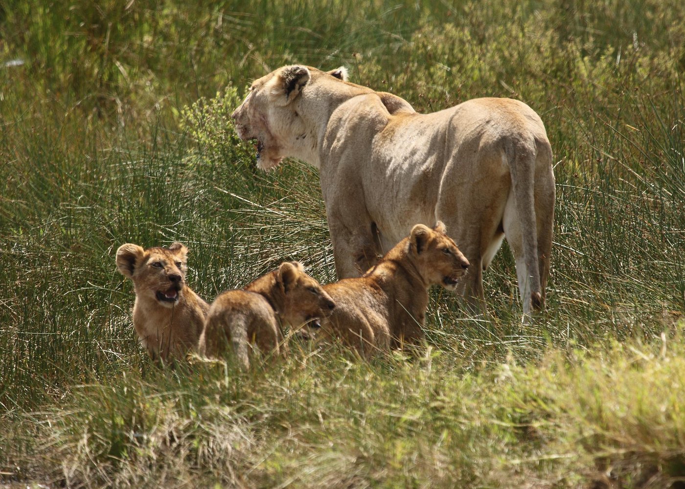 2 Days Tarangire & Ngorongoro Safari