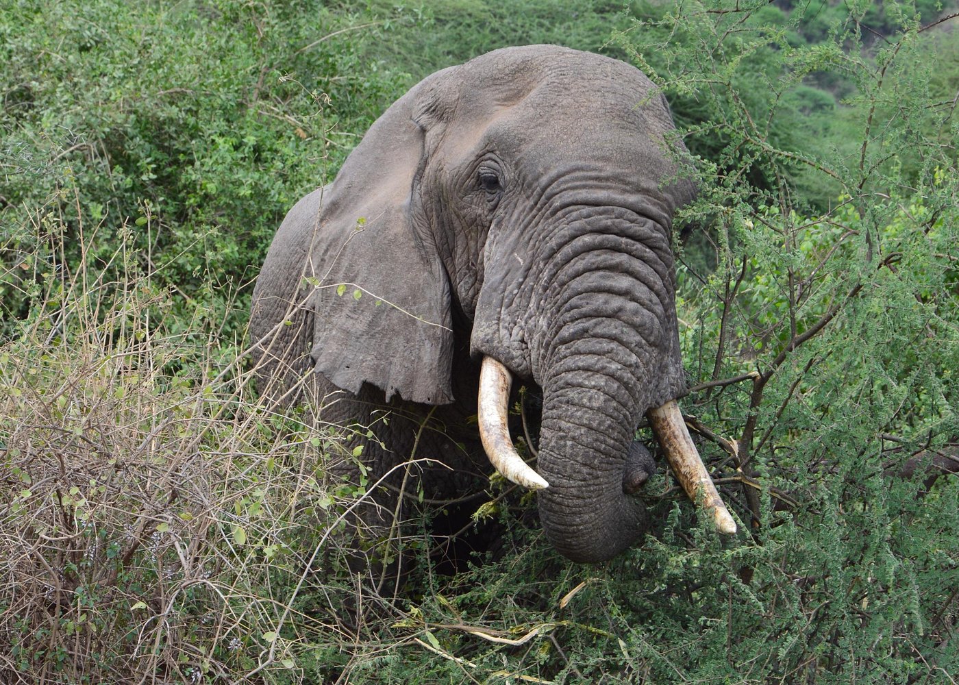 3 Days Ngorongoro & Serengeti Safari