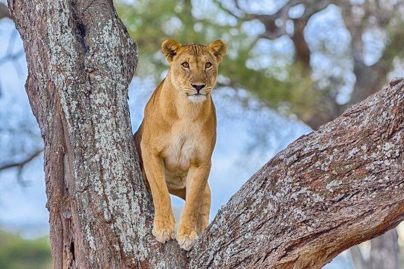 3 Days Serengeti & Ngorongoro Safari
