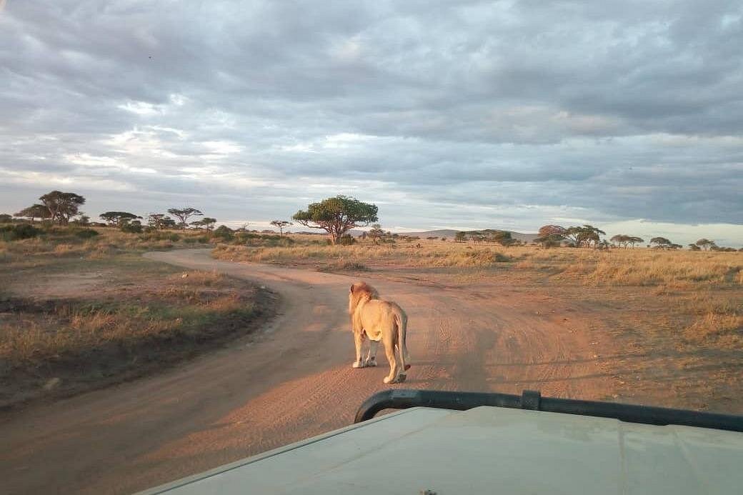 3 Days Serengeti Wildlife Safari