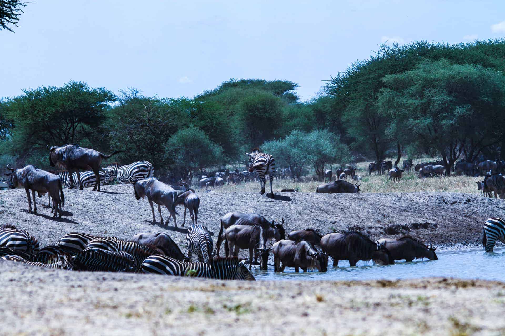 6 Days Tanzania Safari – Tarangire, Serengeti, Ngorongoro & Lake Manyara