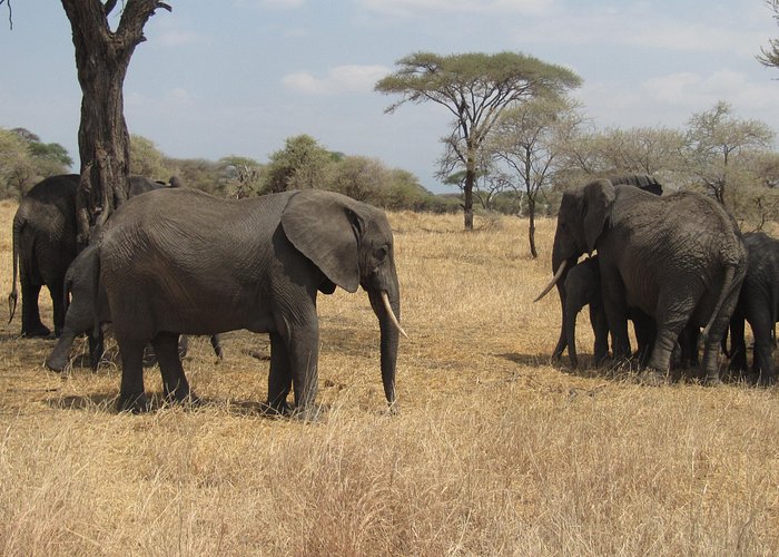 Arusha National Park Canoeing & Wildlife Day Trip