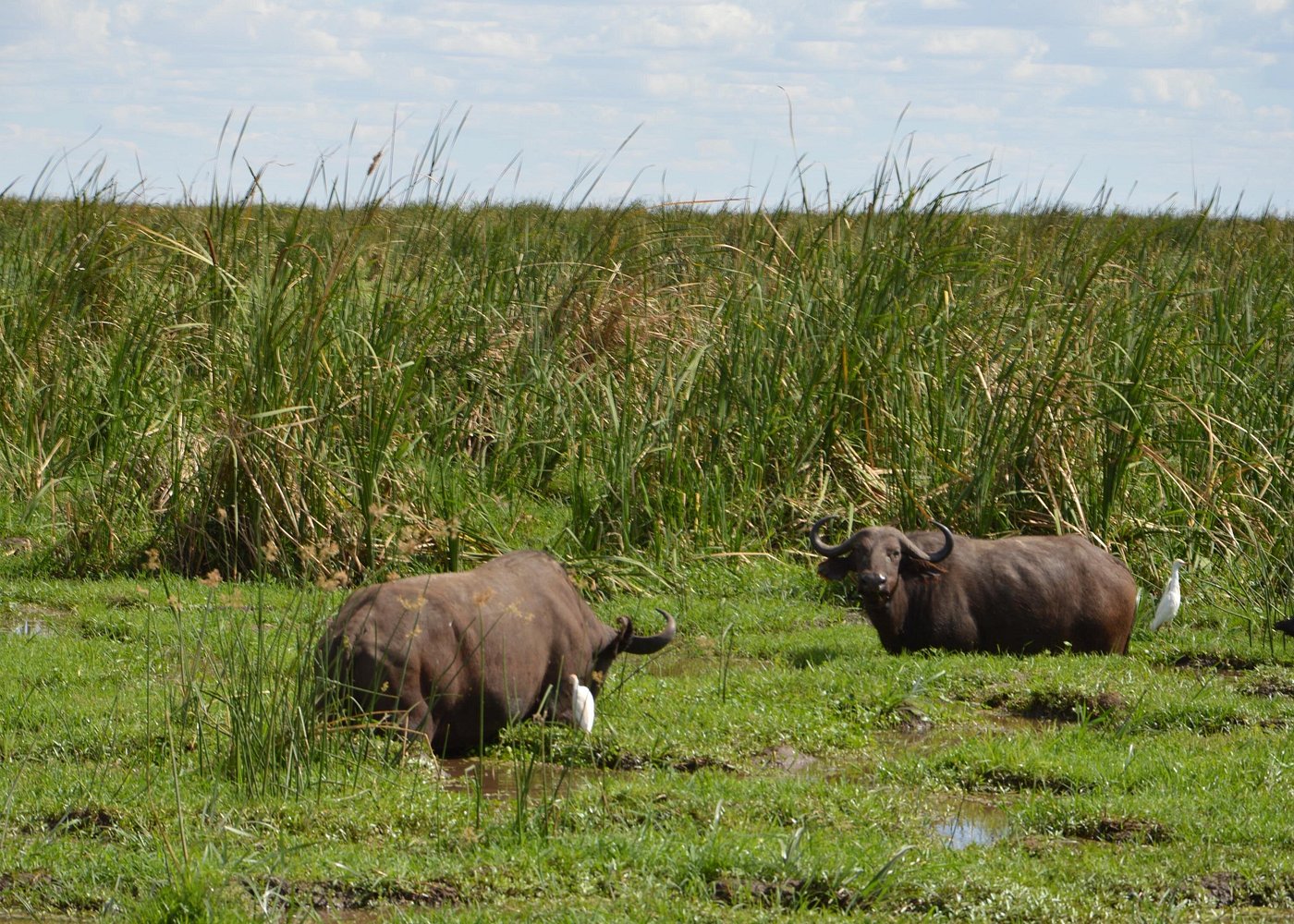 Arusha National Park Day Safari