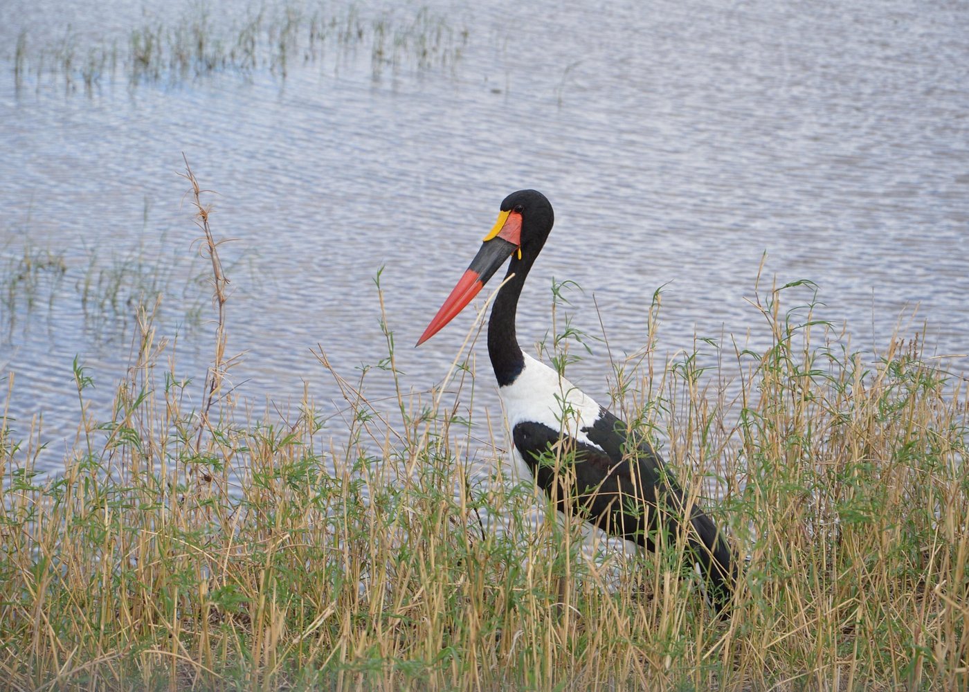 Lake Manyara National Park Day Safari