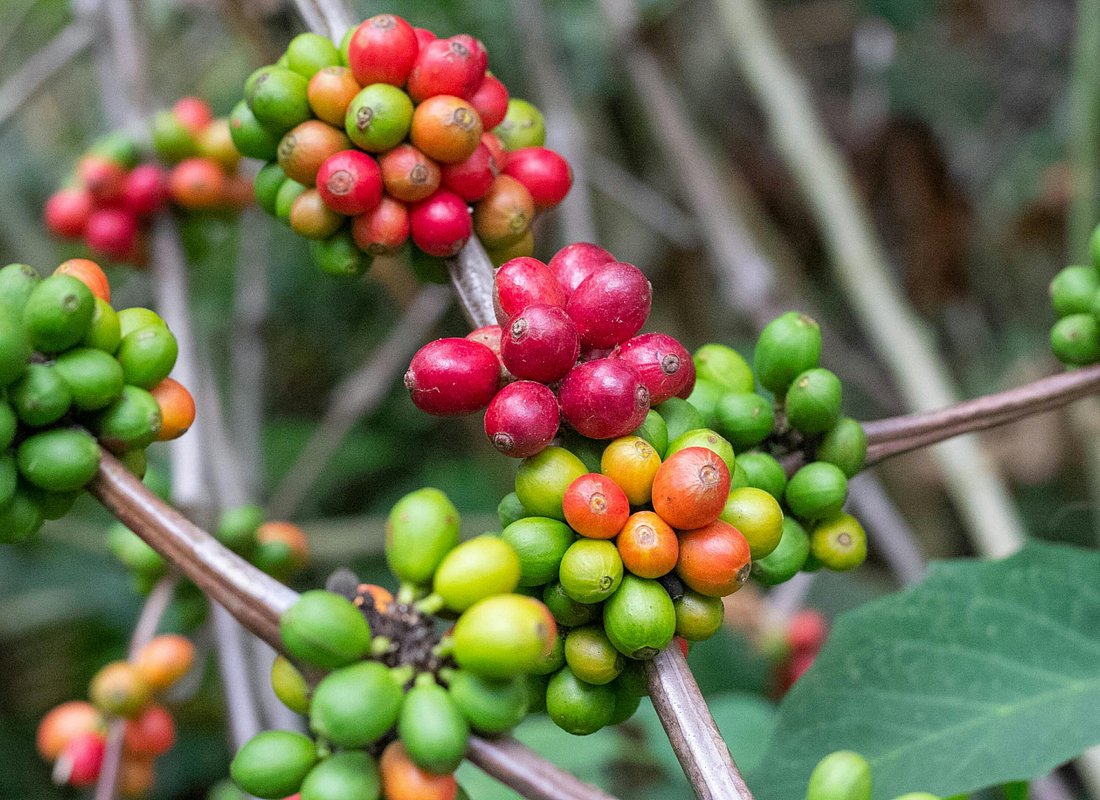 Marangu Cultural & Coffee Day Trip