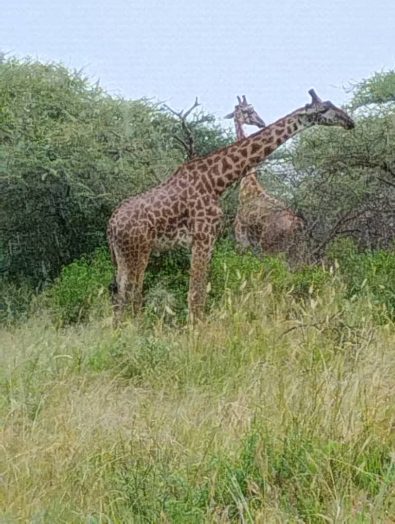 Mkomazi National Park Day Safari