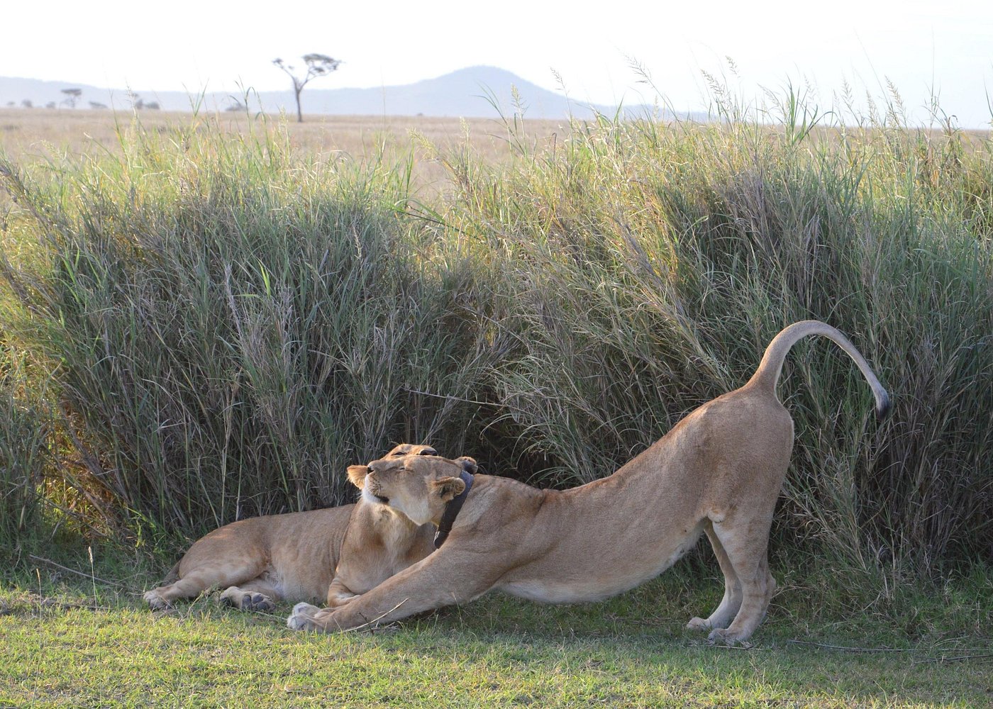Ngorongoro Crater Day Safari