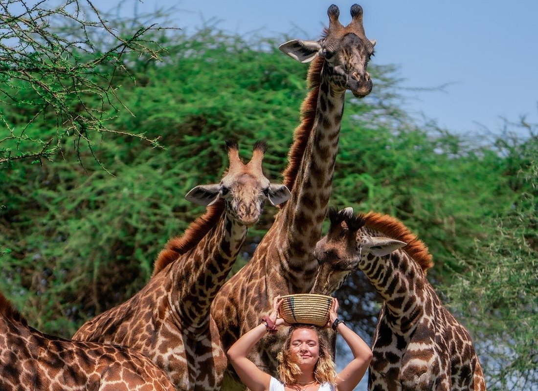 Serval Wildlife Day Trip